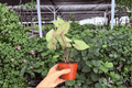 Caladium Scarlet Girl - 2 Live Plants in 4-Inch Pots (Caladium 'Scarlet Girl')
