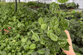 Scindapsus pictus 'Silver Anne' - 2 Live Plants in 4-Inch Pots