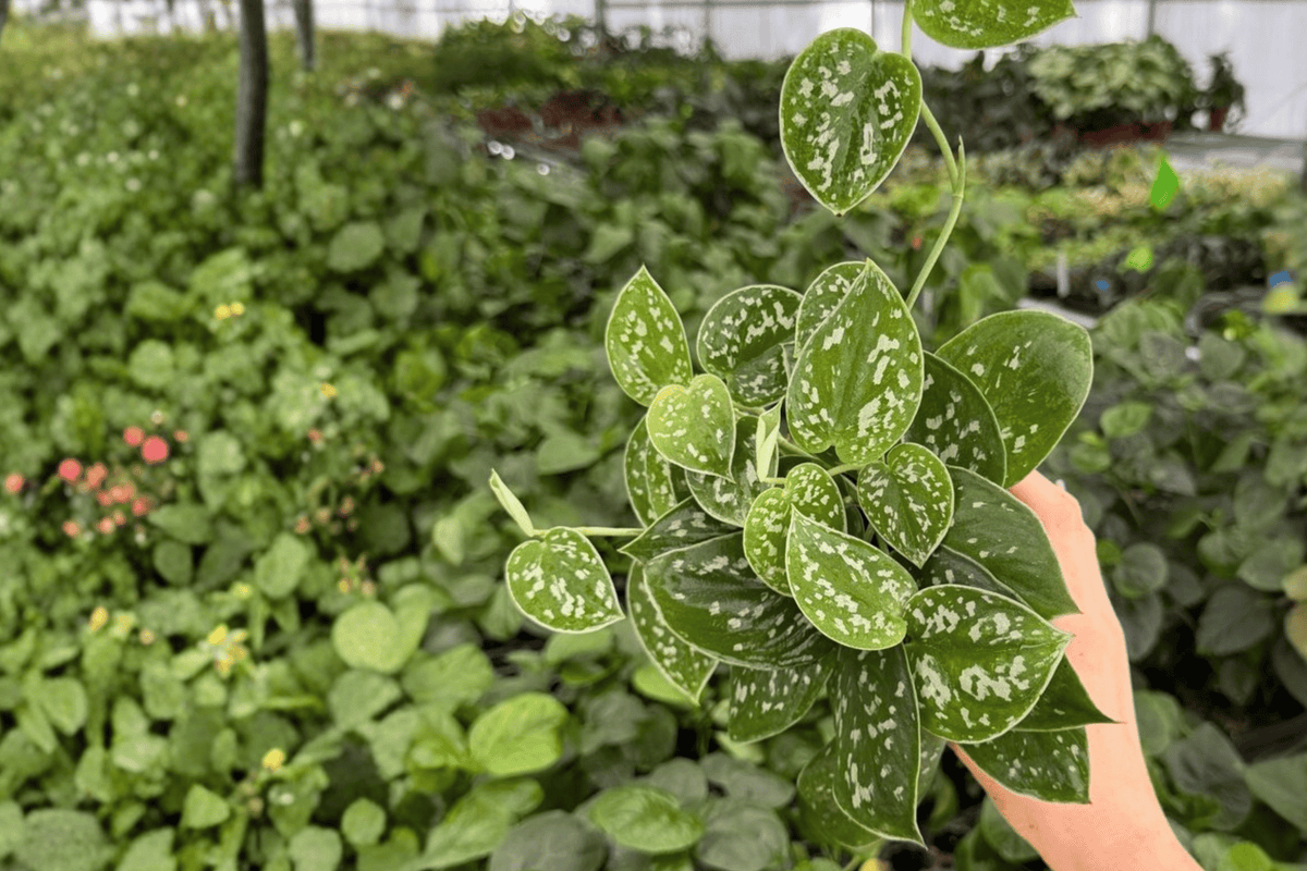Scindapsus pictus 'Silver Anne' - 2 Live Plants in 4-Inch Pots