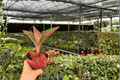 Aglaonema Red Stardust — 2 Live Plants in 4-Inch Pots