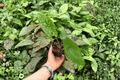 Alocasia 'Shattered Glass' Live Plant Pair - 2 Exact Plants in 4-Inch Pots