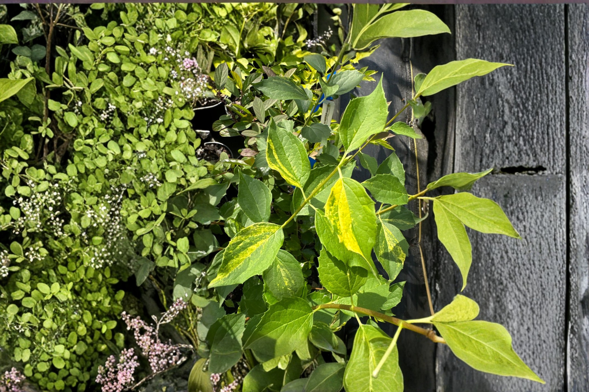 Variegated Mock Orange Innocence - 1 Gallon Live Plant, Philadelphus × virginalis