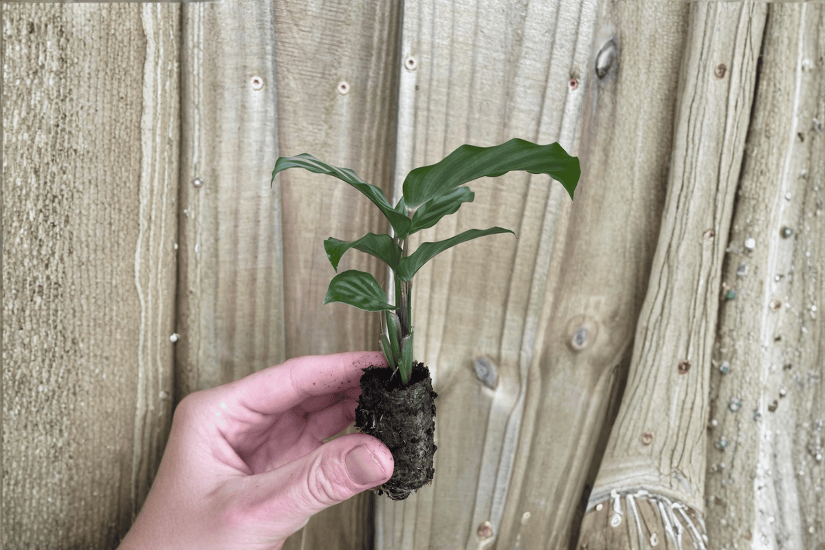 Calathea Freddie (Goeppertia concinna) Starter Plants – 2 Live Plants