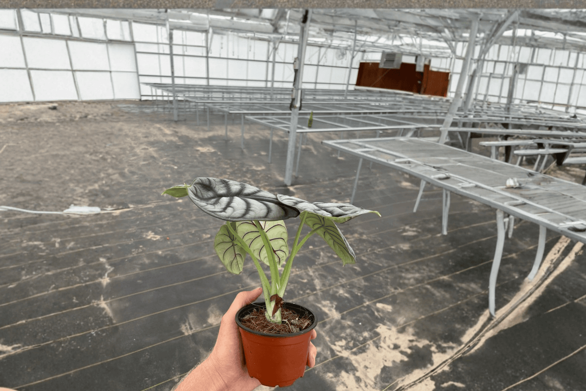 Alocasia baginda Silver Dragon Live Plants (2) in 4-Inch Pots – 4-Inch Potted