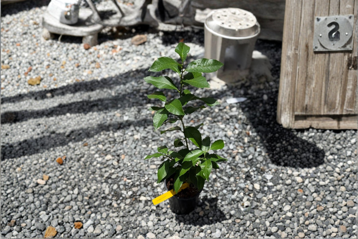 Persian Lime Tree Starter Cutting - Citrus × latifolia