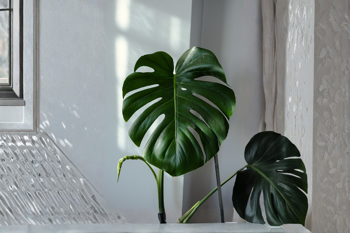 Monstera Ginny Rhaphidophora tetrasperma - 3.5" Live Starter Plant
