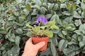 Harmony’s Purple Passion African Violet (Streptocarpus ionanthus) – 2 Bare-Root 4-Inch Plants