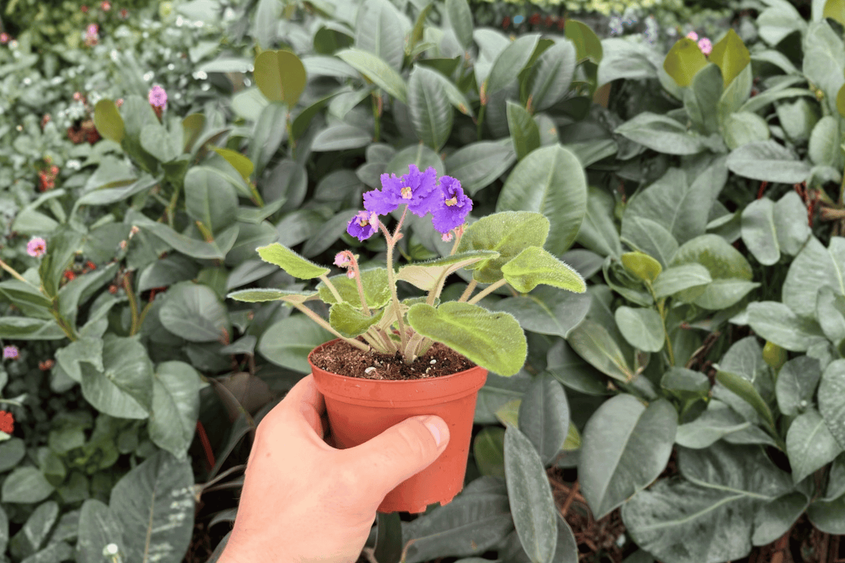 Harmony’s Purple Passion African Violet (Streptocarpus ionanthus) – 2 Bare-Root 4-Inch Plants