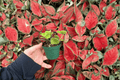 Peperomia Hope 2 Live Starter Plants (2-Inch) – Bare Root, Indoor Foliage