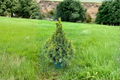 Summer Gold Spruce Live Plant 12" Picea glauca Golden Evergreen 1 Gallon Pot