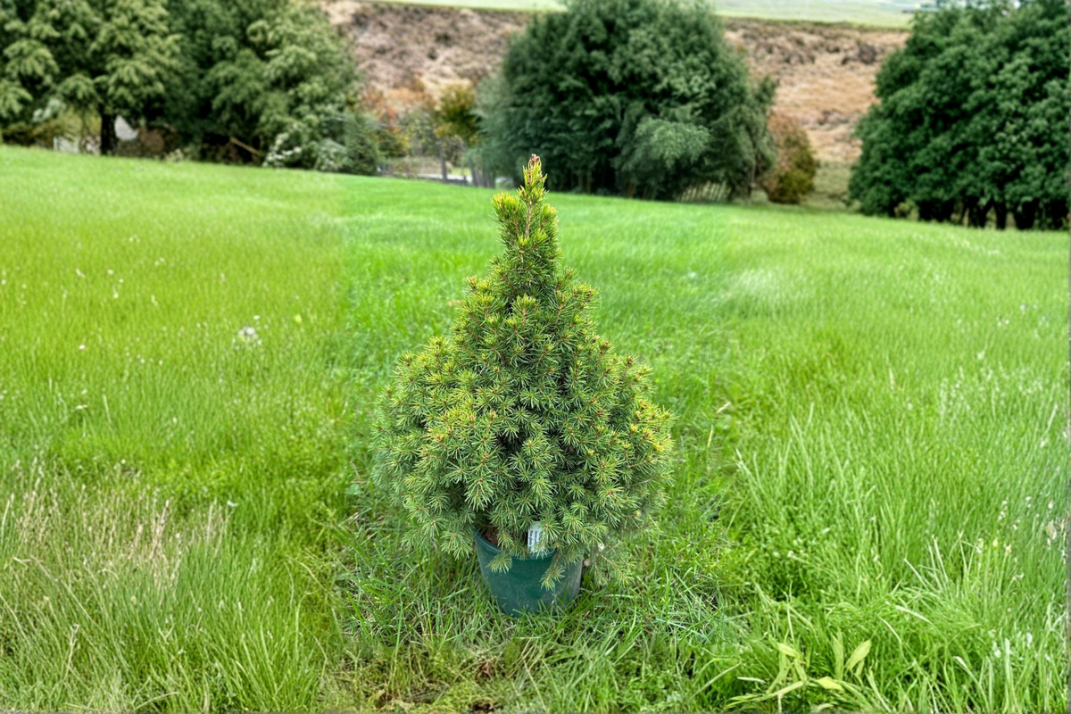 Summer Gold Spruce Live Plant 12" Picea glauca Golden Evergreen 1 Gallon Pot