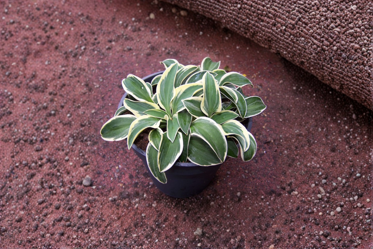 Hosta Funny Mouse Starter Plant - 4-Inch Pot, Blue-Green Foliage, Shade Perennial