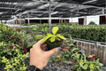 Philodendron Imperial Golden | 2 Starter Plants in 2-inch Pots