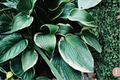Hosta Voices in the Wind - Live Plant in 2.5-Inch Pot