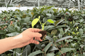 Monstera Lemon Lime Live Starter Plants (2 in Plugs) – Exact Plants