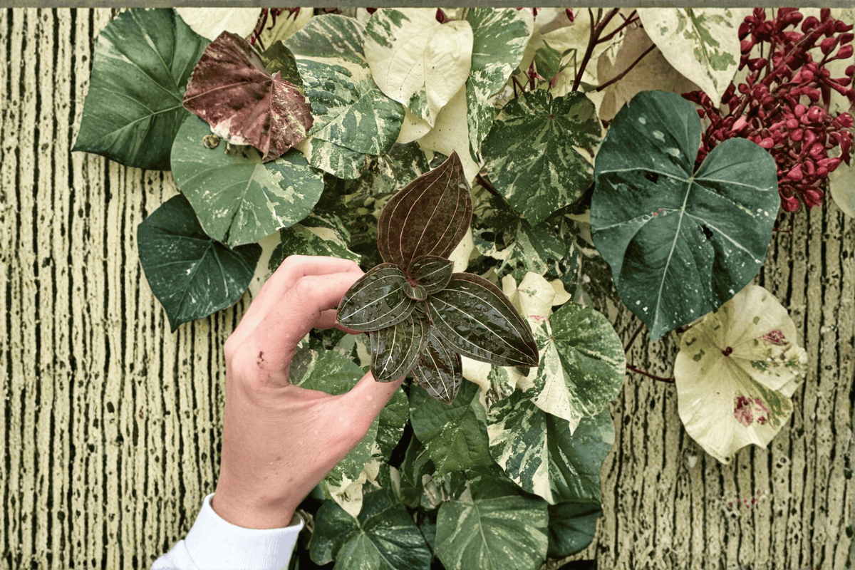Ludisia discolor (Jewel Orchid) Starter Plants - 2 Bare Root Tissue Culture