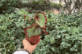 Harmony’s Reign of Fire Begonia - 2 Live Plants in 4-Inch Pots