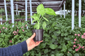Alocasia Odora Batik - 2 Live Plants in 4" Pots (Exact Plants Shown)