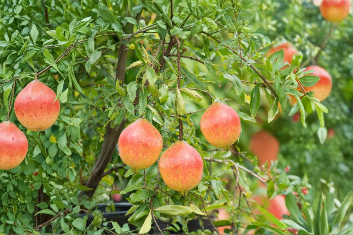 Dwarf Pomegranate Bonsai Seeds - 80 Pack, Indoor/Outdoor, Container Garden