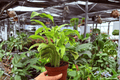 Calathea Yellow Fusion Live Plants (2) – 4-Inch Pots | Exact Plants