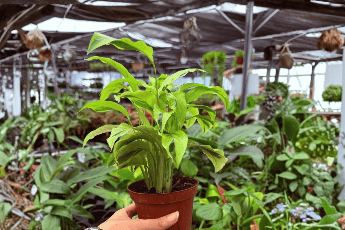Calathea Yellow Fusion Live Plants (2) – 4-Inch Pots | Exact Plants