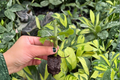 Calathea Orbifolia Live Starter Plants (2) Bare Root with Soil Pod – Goeppertia orbifolia