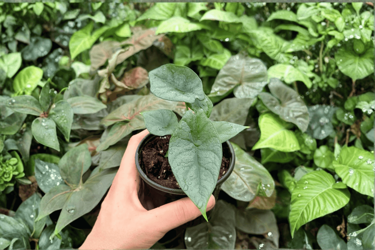 Alocasia 'Silver Wings' Live Plants (2) — Silver Dragon × Scalprum, 4-Inch Pots