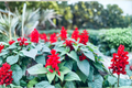 Pineapple Sage Live Starter Plant | Salvia elegans 4–8 in tall
