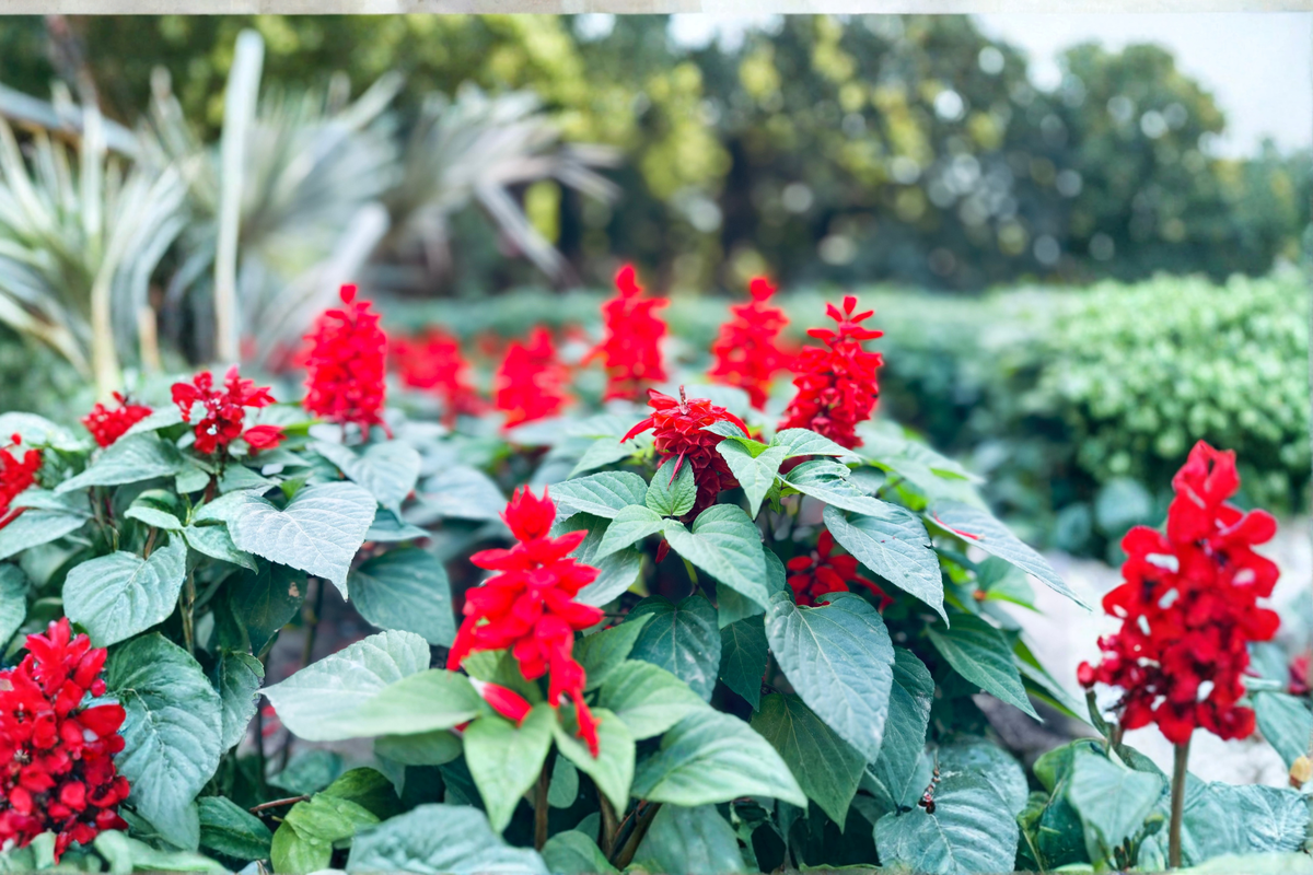 Pineapple Sage Live Starter Plant | Salvia elegans 4–8 in tall