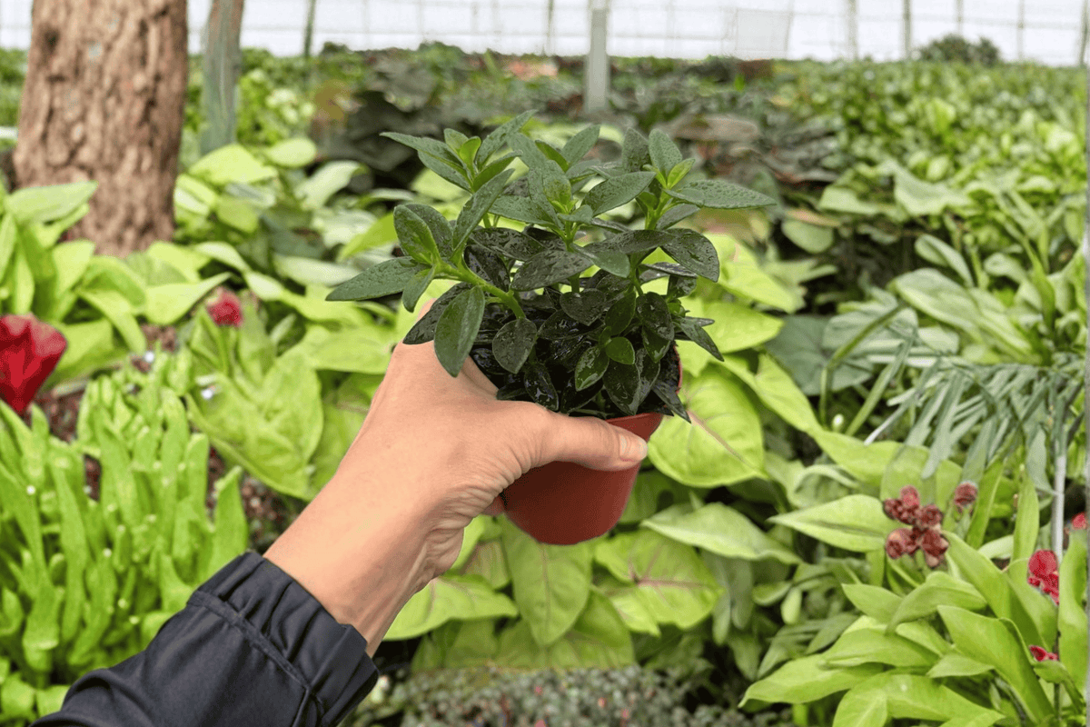 Goldfish Plant Tropicana (Nematanthus) - 2 Live Plants in 4-Inch Pots
