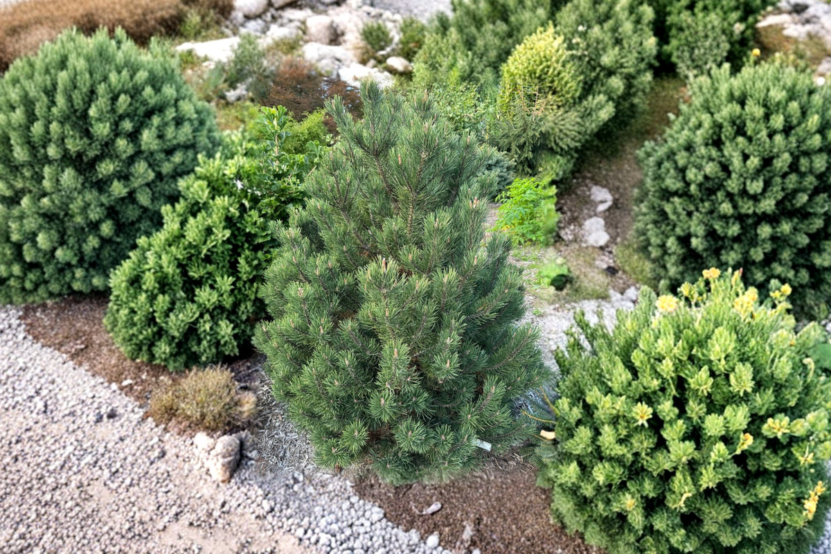 Swiss Mountain Pine ‘Silver Candles’ Pinus uncinata – 1 Gallon Pot, ~12" Tall Live Plant
