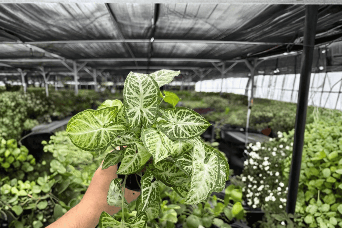 Syngonium Glo-Glo Live Plants – 4-Inch Pots (2 plants) – Syngonium podophyllum
