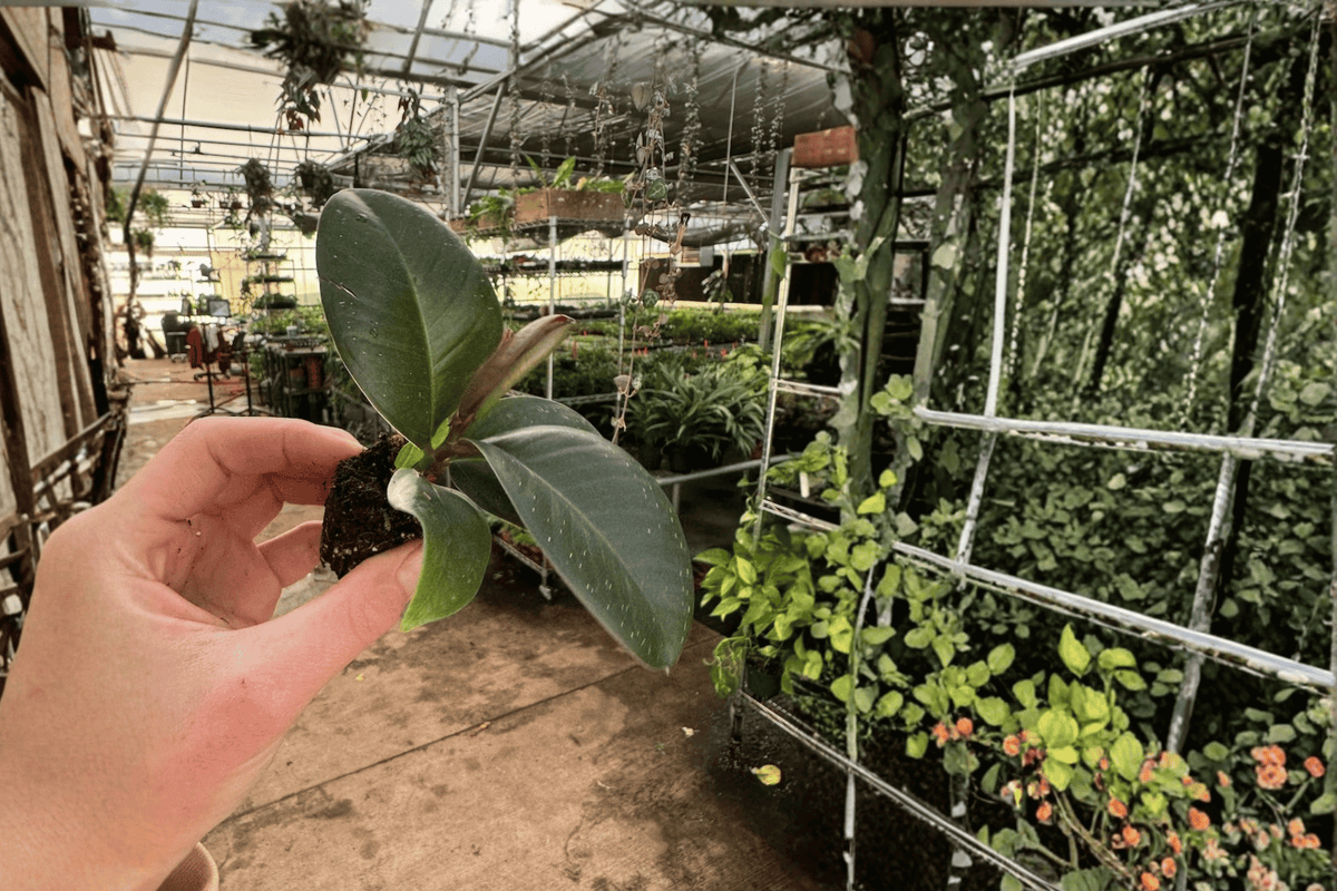Ficus Sophia 2 Live Starter Plants – Bare Root 2-Inch Pots | Ficus elastica ‘Sophia’