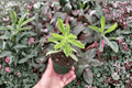 Euphorbia 'Ascot Rainbow' Live Plants (2-Pack) - Bare Root Starter Plants