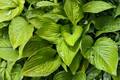 Hosta Age of Gold - 3 Rooted Starter Plants in 1 Qt Pots