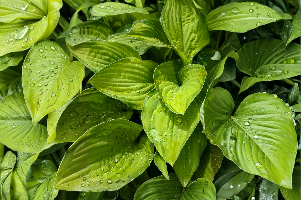 Hosta Age of Gold - 3 Rooted Starter Plants in 1 Qt Pots
