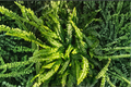 15 Rooted Boston Fern Plants | Nephrolepis exaltata | Evergreen Tropical Fern