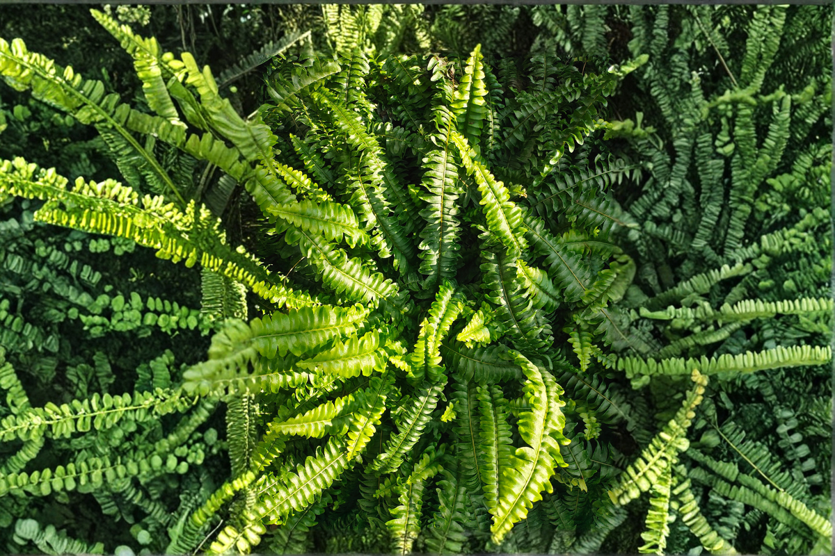 15 Rooted Boston Fern Plants | Nephrolepis exaltata | Evergreen Tropical Fern