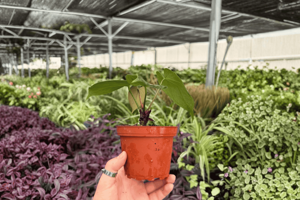 Anthurium AOS x Domino – 2 Exact Live Plants in 4-Inch Pots