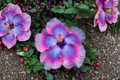 Dark Purple Giant Hibiscus Seeds - 10 Seed Pack for Ornamental Garden, Container & Tropical Landscaping