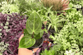 Anthurium Dressleri x Papillilaminum Red Sinus - 2 Live 4" Pots (Exact Plants)