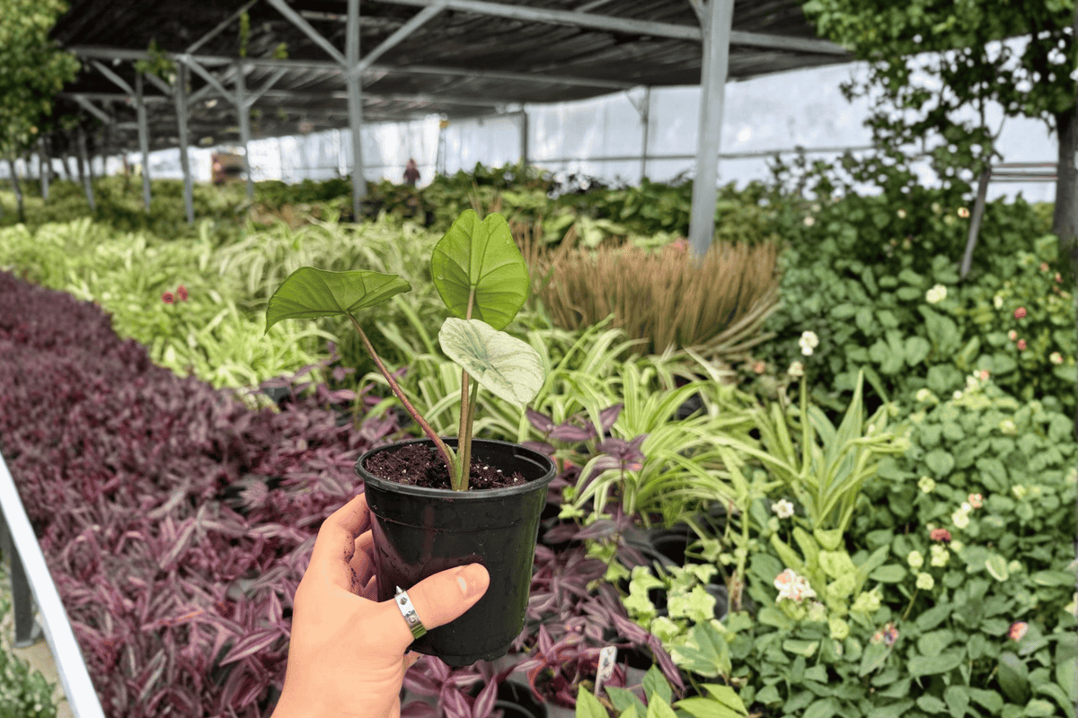 Alocasia Platinum Bisma (Platinum Bisma) - 2 Live Plants in 4-Inch Pots