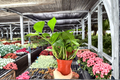 Golden Pothos - Epipremnum aureum - 2 Live 4-Inch Potted Plants