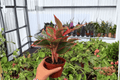 Aglaonema Siam Aurora - 2 Bare Root Plants in 4-Inch Size (Exact Plants Pictured)