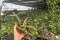 Rhipsalis Sulcata — 2 Live Plants in 4-Inch Pots