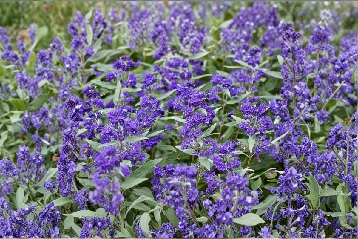 Caryopteris x clandonensis 'Dark Knight' Bluebeard - 4in Pot Live Plant