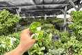 Variegated Alocasia Frydek (Frydek Variegata) Starter Plants - 2 Live Bare-Root