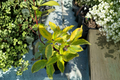 Red Twig Dogwood Gouchaultii – Cornus alba VARI (1 Gallon) Live Plant