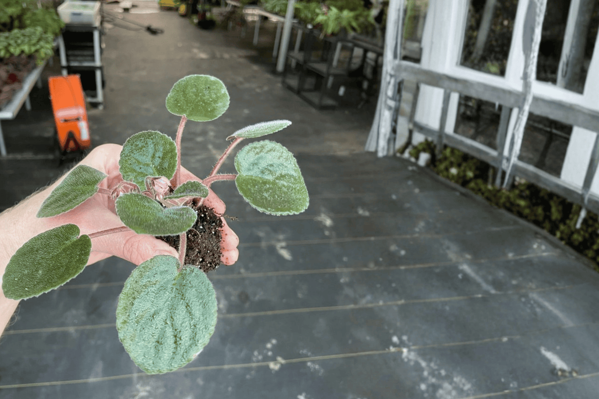 Buckeye Kindred Spirit African Violet Starter Plant (Streptocarpus ionanthus) – 2-Inch Pot Size, No Pot Included