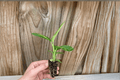 Dieffenbachia Tropical Marianne 2 Live Starter Plants